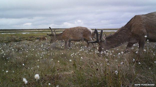 Red deer