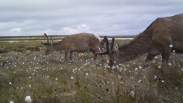 Red deer