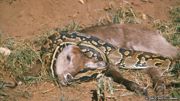 In Kenya, this waterbuck was attacked by a python