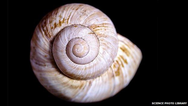 Big snail shell