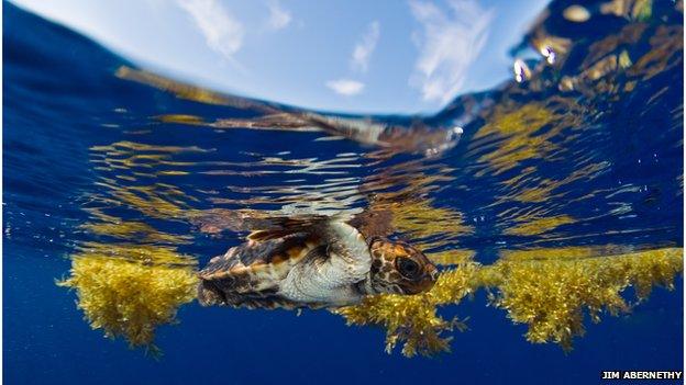 Sargassum