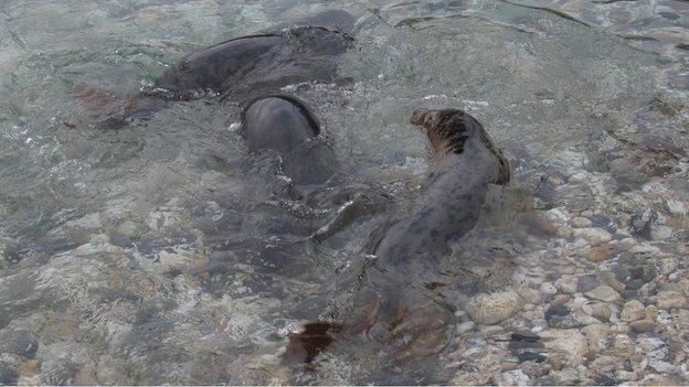 Isle of Man seal pups in Fleshwick Bay