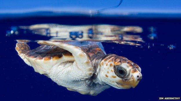 Very young turtle