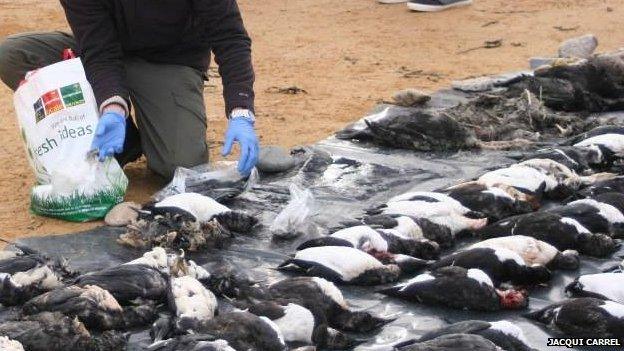 Seabirds washed up on the South West coast in February