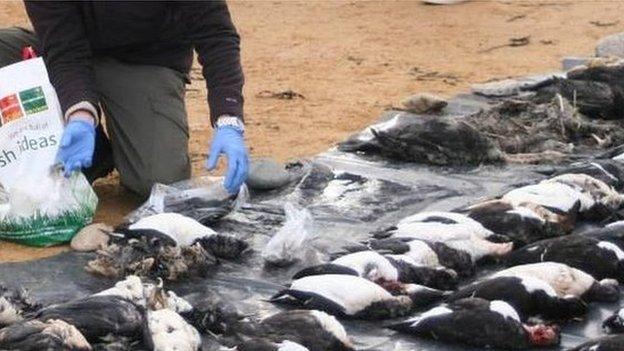 Seabirds washed up on the South West coast in February