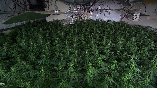 A cannabis factory, with plants growing under large lights