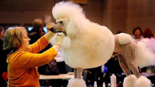 A dog at Crufts