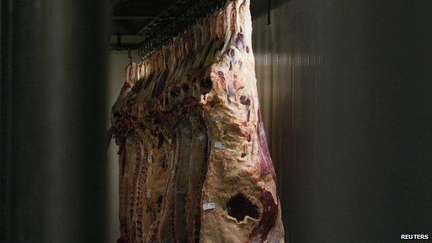 Hanging cattle carcasses