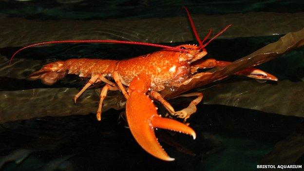 An orange-coloured lobster