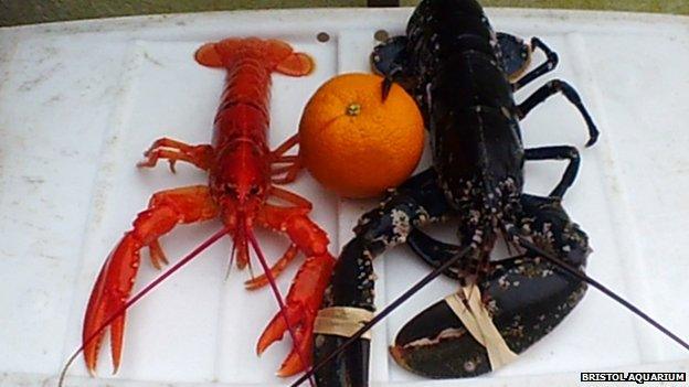 An orange-coloured lobster beside a normal lobster