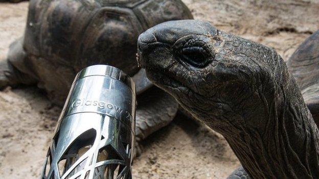 The Aldabra Tortoises on Mahe Island, Seychelles come face-to-face with Queen's baton.