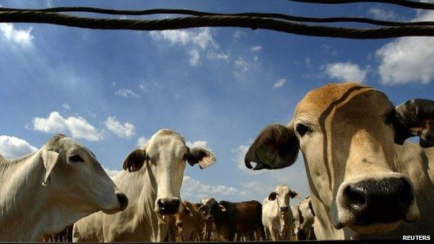 File photo of cows in Australia