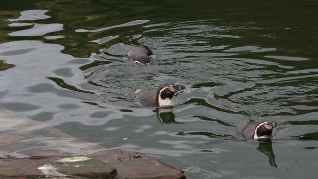 Humboldt penguin