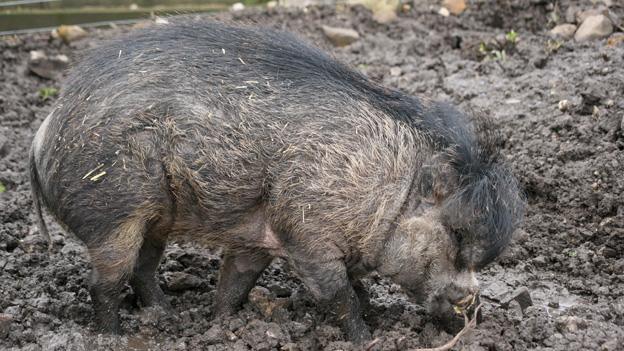 Warty pig