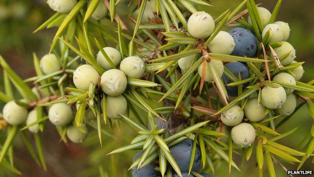 Juniper berries