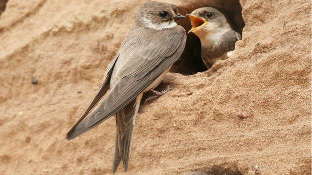 Sand martin hide