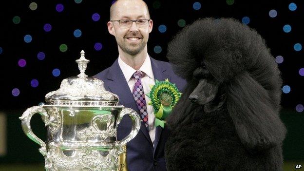 Two-year-old standard poodle Ricky with his handler Jason Lynn after winning Best In Show at the Crufts dog show in Birmingham