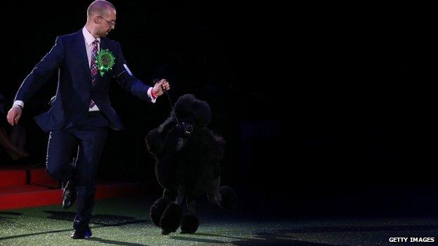 Jason Lynn runs Ricky the standard poodle, as they celebrate winning the best in show category of Crufts