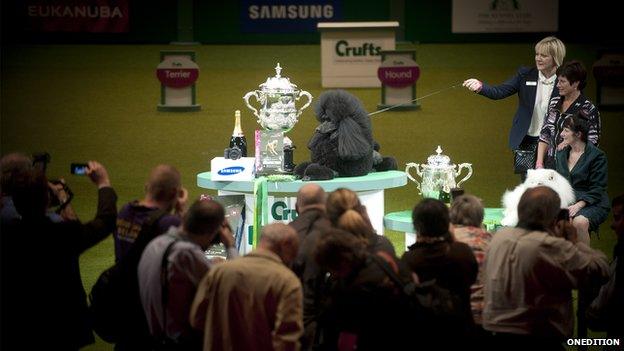 Ricky the standard poodle, winner of best in show category of Crufts