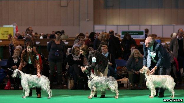 English Setters are judged on the fourth and final day of Crufts dog show at the NEC