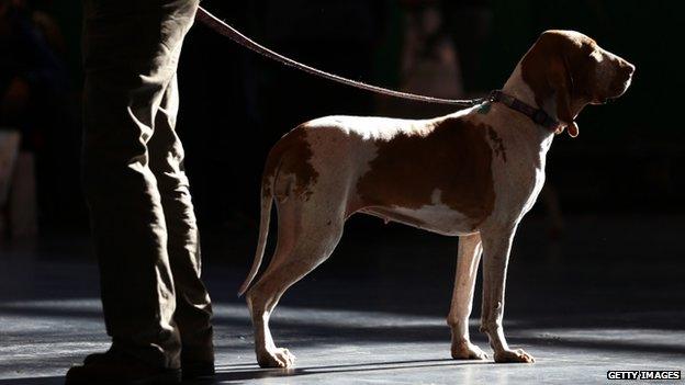 A Pointer stands with its owner in one of the main halls on the fourth and final day of Crufts dog show