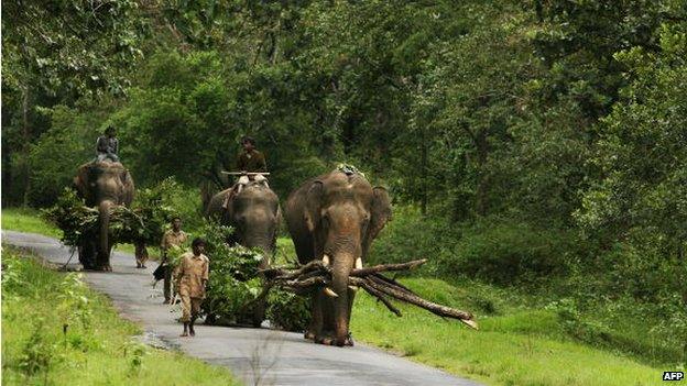 Nagarhole national park