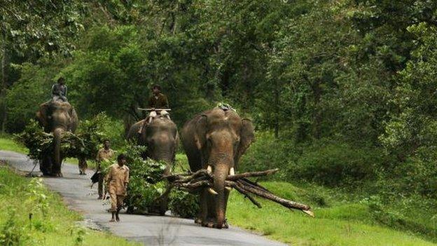 Nagarhole national park