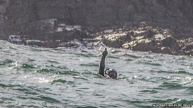 Alderney Wildlife Trust