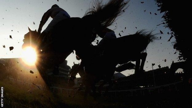 Horses at Cheltenham