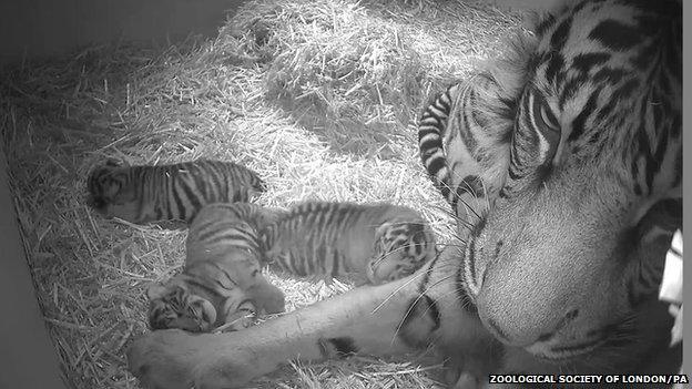 The triplet of Sumatran tiger cubs were born to five-year-old Sumatran tigress Melati