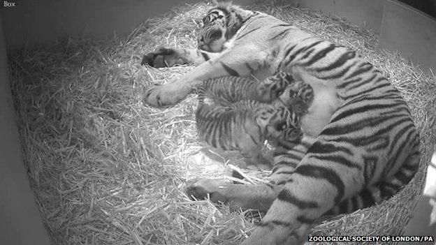 Tiger and cubs