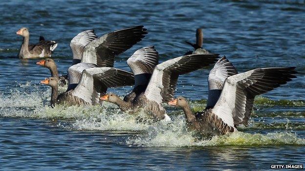 Pink footed geese