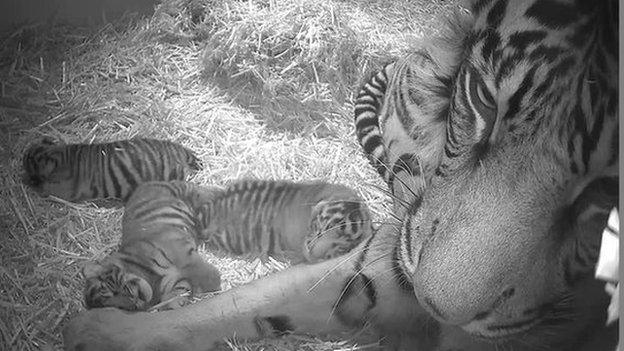 The triplet of Sumatran tiger cubs were born to five-year-old Sumatran tigress Melati