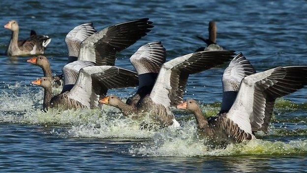 Pink footed geese