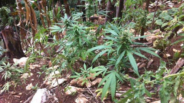 Marijuana plants in Jamaica