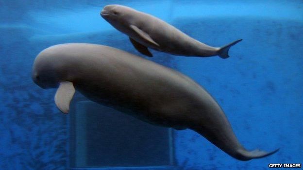 Yangtze finless porpoises in captivity