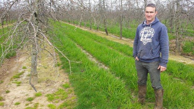 Orchard in Hampton Bishop, Herefordshire