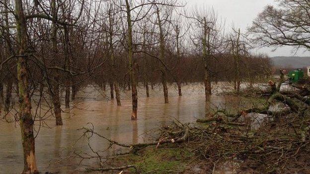 Flooded orchard in Hampton Bishop, Herefordshire