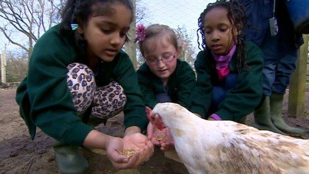 Children feeding a chicken