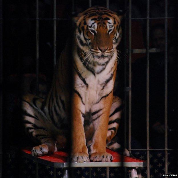 A tiger in a cage