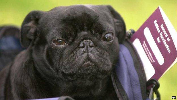 A pug getting ready to travel