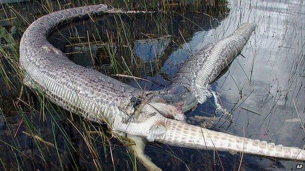 Snake burst open after eating alligator