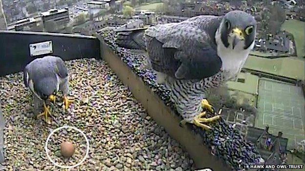 Adult peregrines with first egg of 2014 on Norwich Cathedral spire