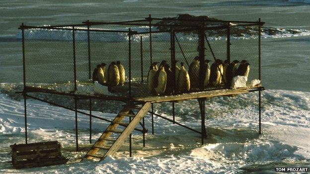 Penguins in a cage