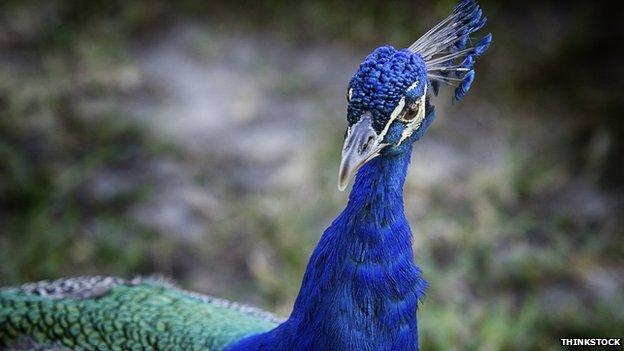 Peacock (file picture)