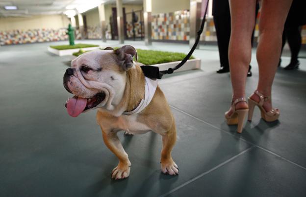 Dog on leash in Los Angeles