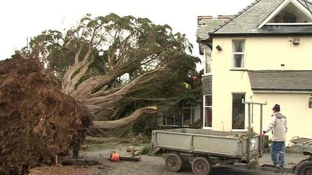 Tree on Cadwgan Hotel in Dyffryn Ardudwy