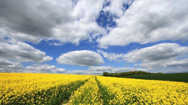 Rape Fields above Plumpton