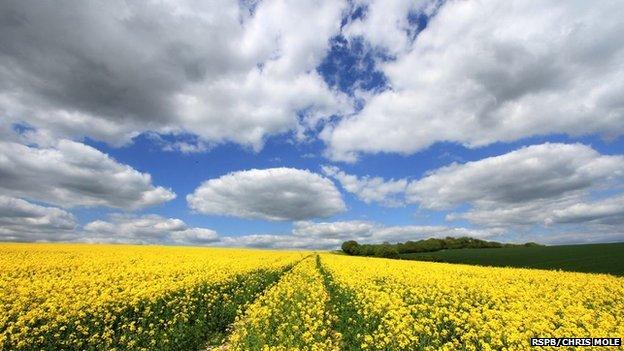 Rape Fields above Plumpton