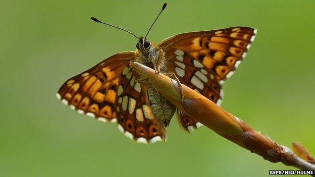 Duke of Burgundy Butterfly at North Marden